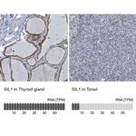 SIL1 Antibody