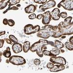 SIL1 Antibody in Immunohistochemistry (Paraffin) (IHC (P))
