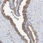 SIL1 Antibody in Immunohistochemistry (Paraffin) (IHC (P))