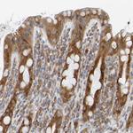 SIL1 Antibody in Immunohistochemistry (Paraffin) (IHC (P))