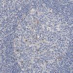 SIL1 Antibody in Immunohistochemistry (Paraffin) (IHC (P))