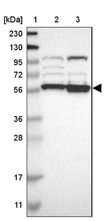 SIL1 Antibody in Western Blot (WB)
