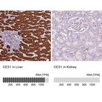 CES1 Antibody
