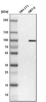 STIM1 Antibody in Western Blot (WB)