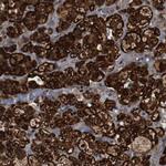 LRP4 Antibody in Immunohistochemistry (Paraffin) (IHC (P))