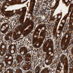 LRP4 Antibody in Immunohistochemistry (Paraffin) (IHC (P))