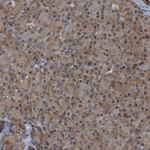 LRP4 Polyclonal Antibody
