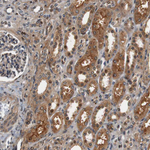 LRP4 Antibody in Immunohistochemistry (Paraffin) (IHC (P))