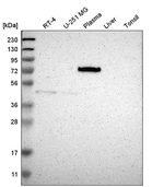 Periostin Antibody in Western Blot (WB)