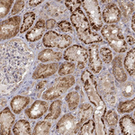 ENDOGL1 Polyclonal Antibody