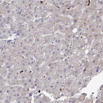 ENDOGL1 Antibody in Immunohistochemistry (Paraffin) (IHC (P))