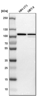 VCP Antibody in Western Blot (WB)