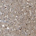 SERPINB6 Antibody in Immunohistochemistry (Paraffin) (IHC (P))