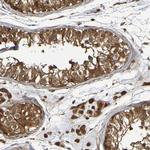 SERPINB6 Antibody in Immunohistochemistry (Paraffin) (IHC (P))