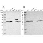 SERPINB6 Antibody in Western Blot (WB)