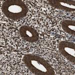 VCP Antibody in Immunohistochemistry (Paraffin) (IHC (P))