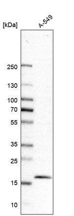 Bit1 Antibody in Western Blot (WB)