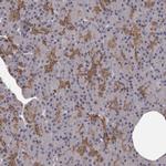 GPR78 Polyclonal Antibody