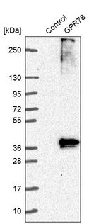 GPR78 Antibody in Western Blot (WB)