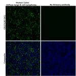 CD273 (B7-DC) Antibody in Immunohistochemistry (Paraffin) (IHC (P))