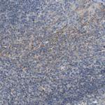 CD273 (B7-DC) Antibody in Immunohistochemistry (Paraffin) (IHC (P))