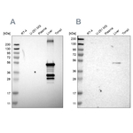 CYP2C8 Antibody in Western Blot (WB)