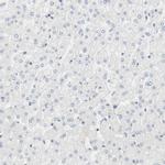 Cytohesin 3 Antibody in Immunohistochemistry (Paraffin) (IHC (P))