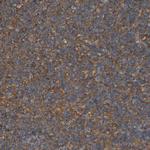 IQGAP1 Polyclonal Antibody