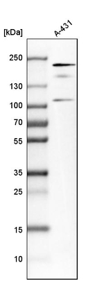 IQGAP1 Antibody in Western Blot (WB)