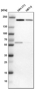 IQGAP1 Antibody in Western Blot (WB)