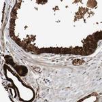 Latexin Antibody in Immunohistochemistry (Paraffin) (IHC (P))