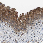 Latexin Antibody in Immunohistochemistry (Paraffin) (IHC (P))