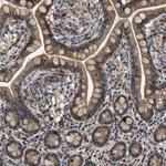Latexin Antibody in Immunohistochemistry (Paraffin) (IHC (P))