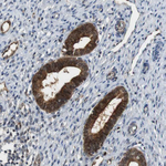 Latexin Antibody in Immunohistochemistry (Paraffin) (IHC (P))
