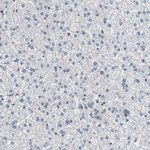 Latexin Antibody in Immunohistochemistry (Paraffin) (IHC (P))