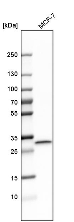 Latexin Antibody in Western Blot (WB)