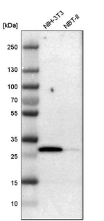 Latexin Antibody in Western Blot (WB)