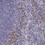 Allergin 1 Antibody in Immunohistochemistry (Paraffin) (IHC (P))