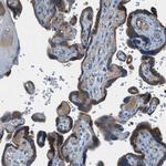 BMP1 Antibody in Immunohistochemistry (Paraffin) (IHC (P))