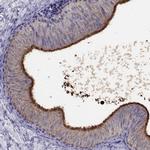 DEFB129 Polyclonal Antibody