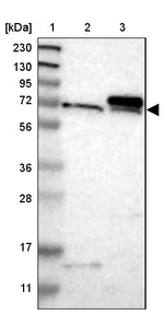 TOM70 Antibody in Western Blot (WB)