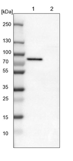 TOM70 Antibody in Western Blot (WB)