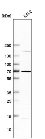 MARCH8 Antibody in Western Blot (WB)