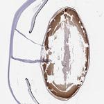 Connexin 50 Antibody in Immunohistochemistry (Paraffin) (IHC (P))