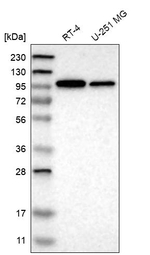 KIDINS220 Antibody in Western Blot (WB)