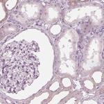 PON3 Polyclonal Antibody