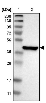 PON3 Antibody in Western Blot (WB)