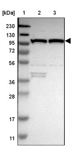 MTHFD1 Antibody in Western Blot (WB)