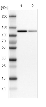 MTHFD1 Antibody in Western Blot (WB)