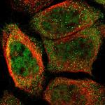 ORAI3 Polyclonal Antibody